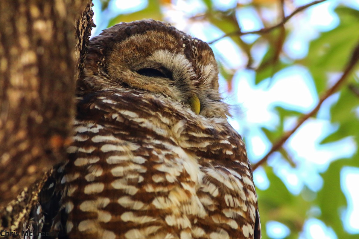 Spotted Owl (Mexican) - Chris McCreedy - no playbacks