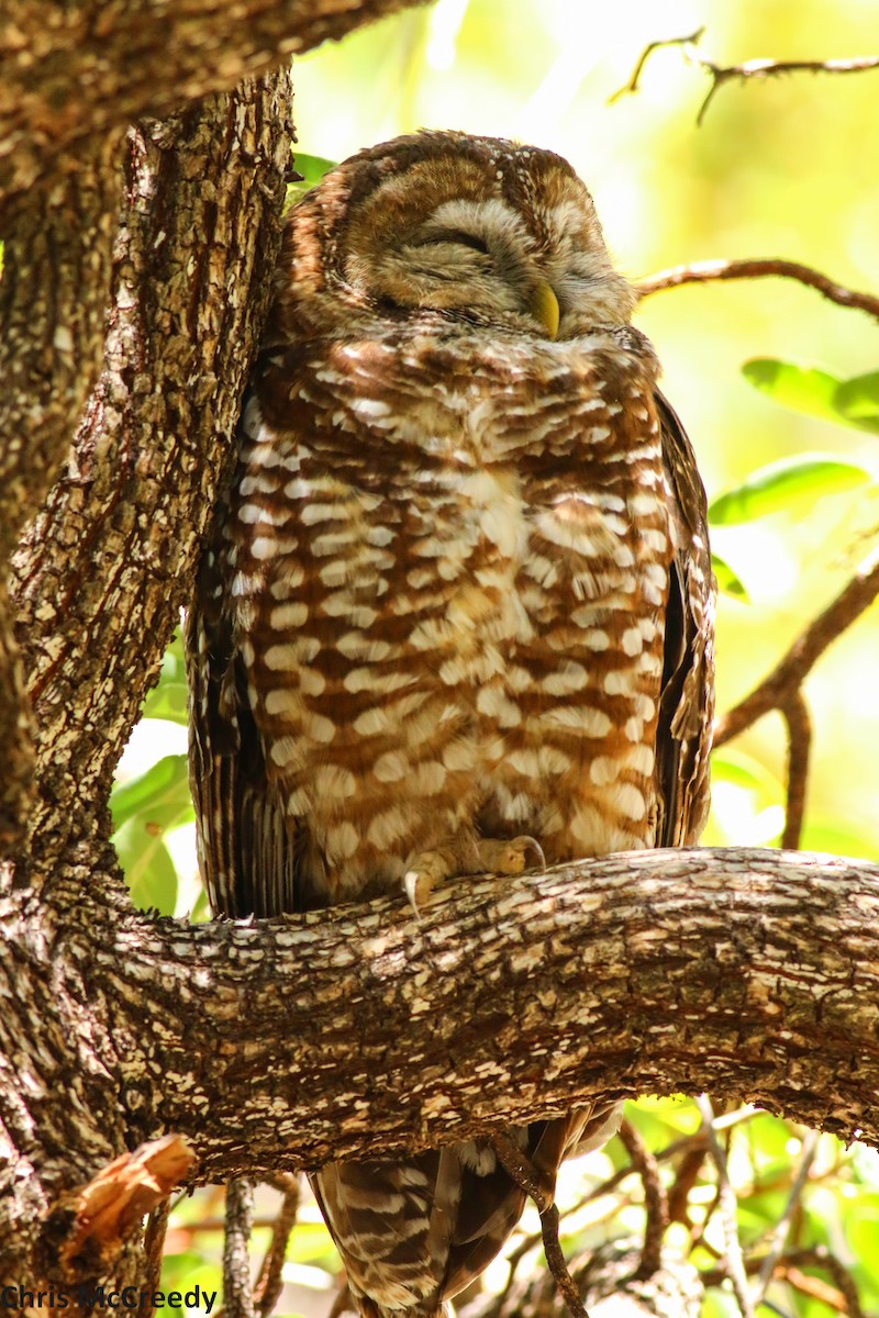 Spotted Owl (Mexican) - Chris McCreedy - no playbacks