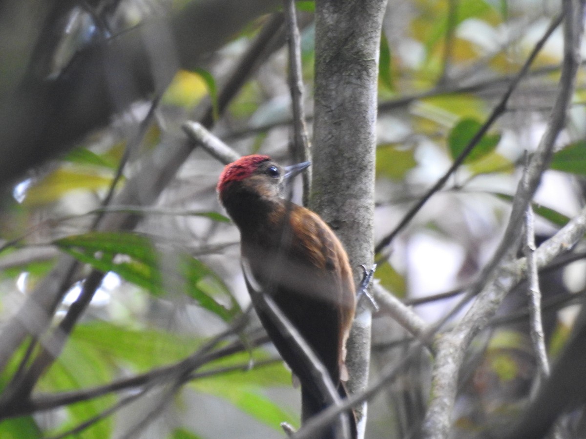 Smoky-brown Woodpecker - ML554118361