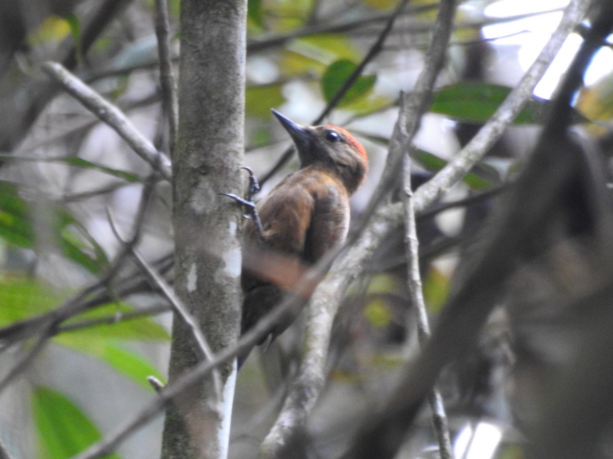 Smoky-brown Woodpecker - ML554118371