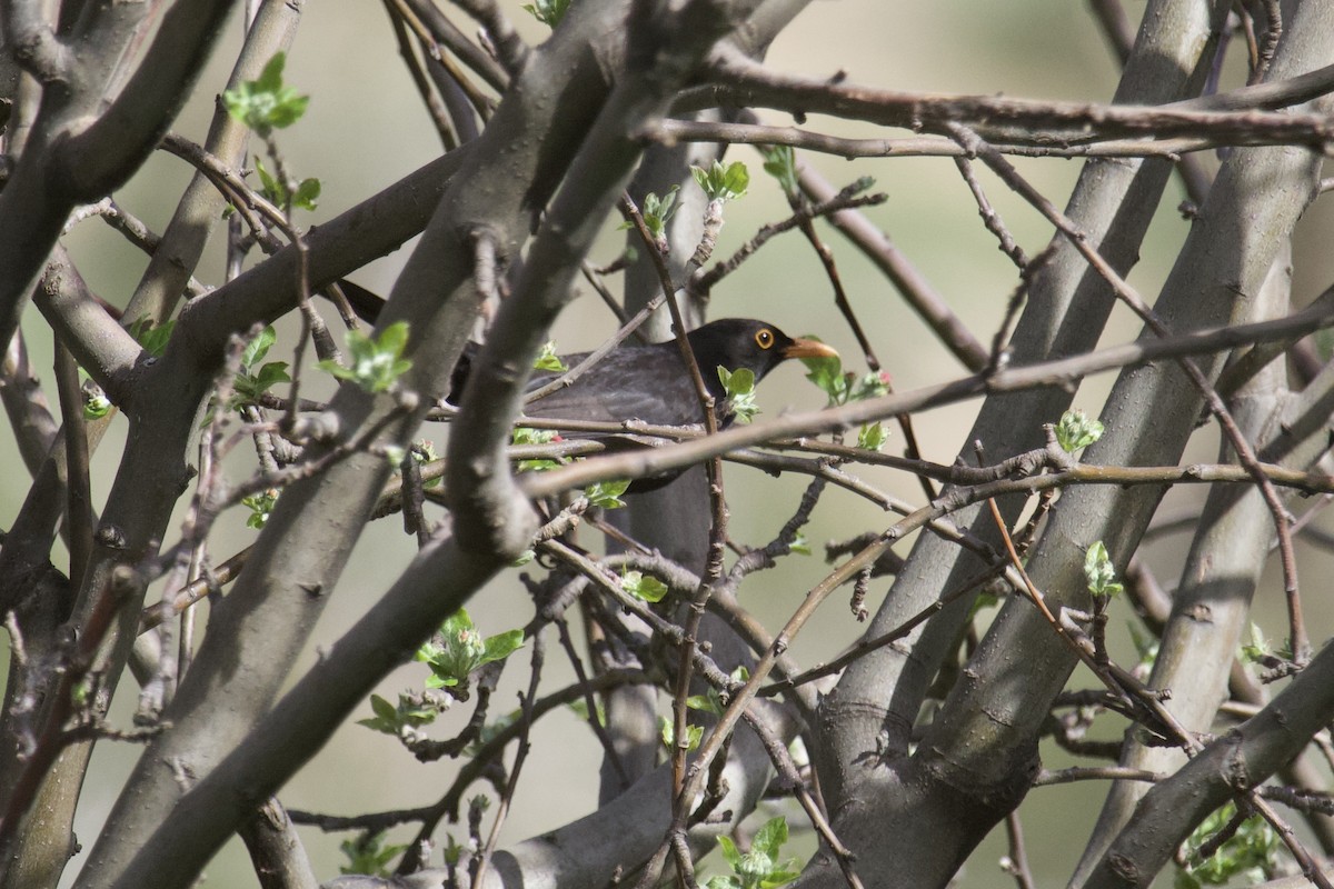 Eurasian Blackbird - ML554118991