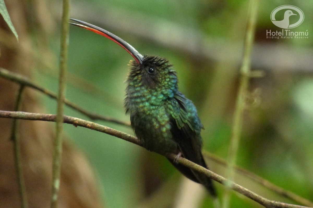 Green Hermit - Tinamú Birding Nature Reserve