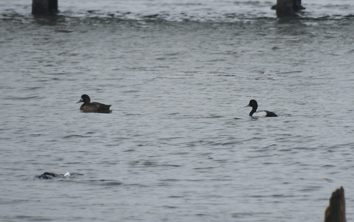 Greater Scaup - ML554124331