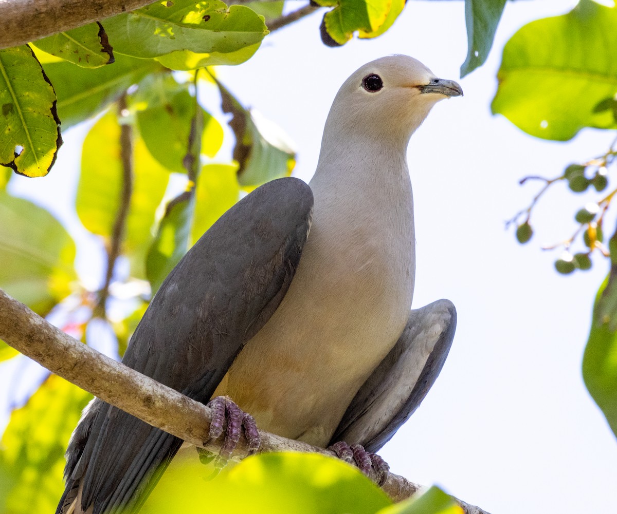 Gray Imperial-Pigeon - ML554127031