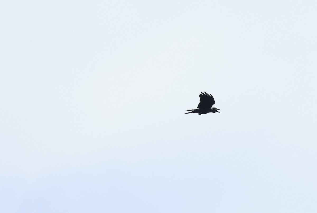 Slender-billed Crow (Sunda) - Allen Lyu
