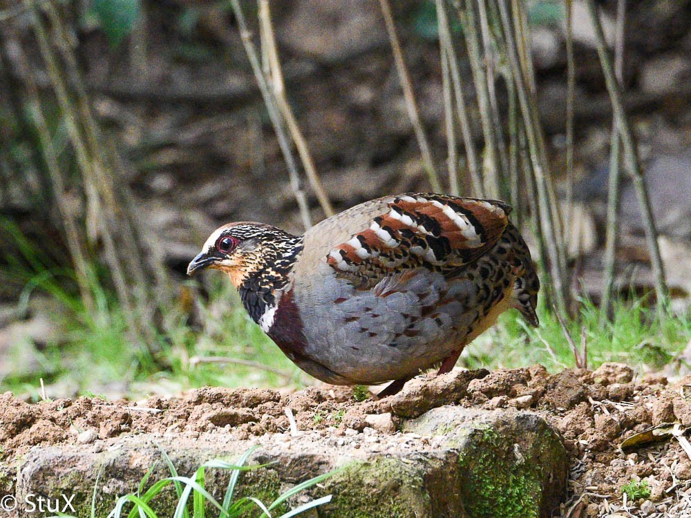 White-necklaced Partridge - Xueping & Stephan Popp