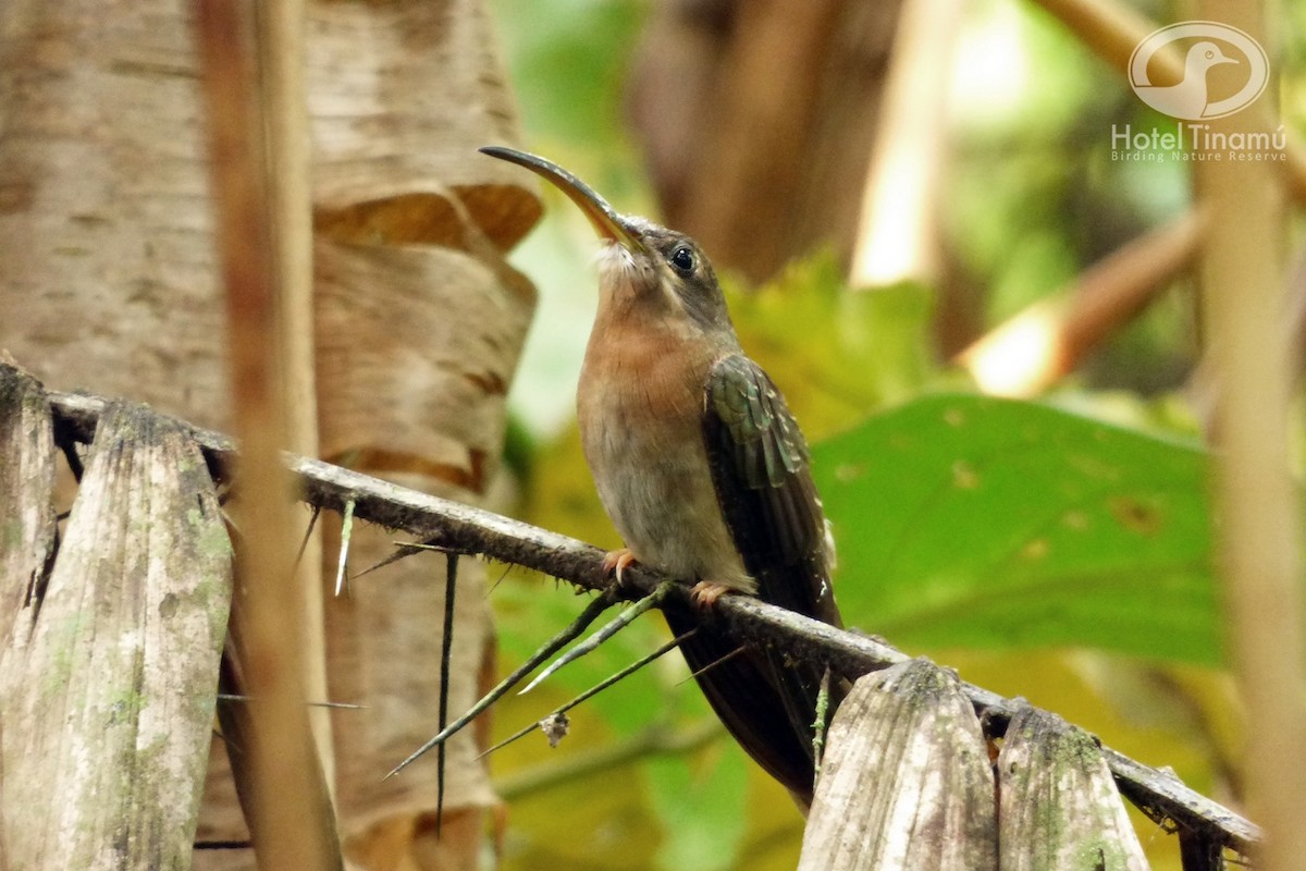 Rufous-breasted Hermit - ML55412861