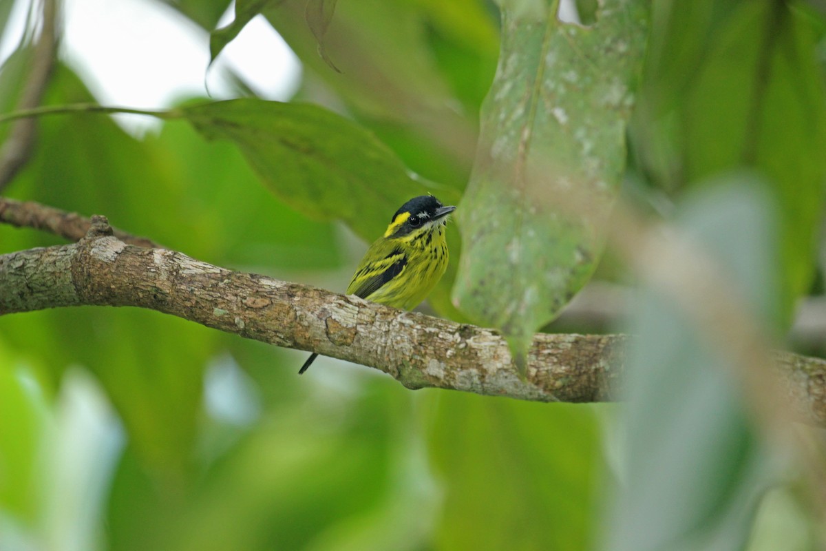 Yellow-browed Tody-Flycatcher - Chuck Gates