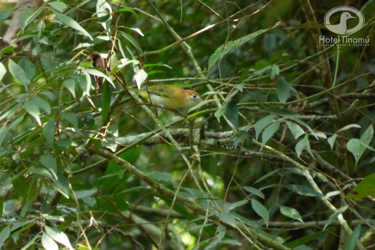 Rufous-naped Greenlet - Tinamú Birding Nature Reserve
