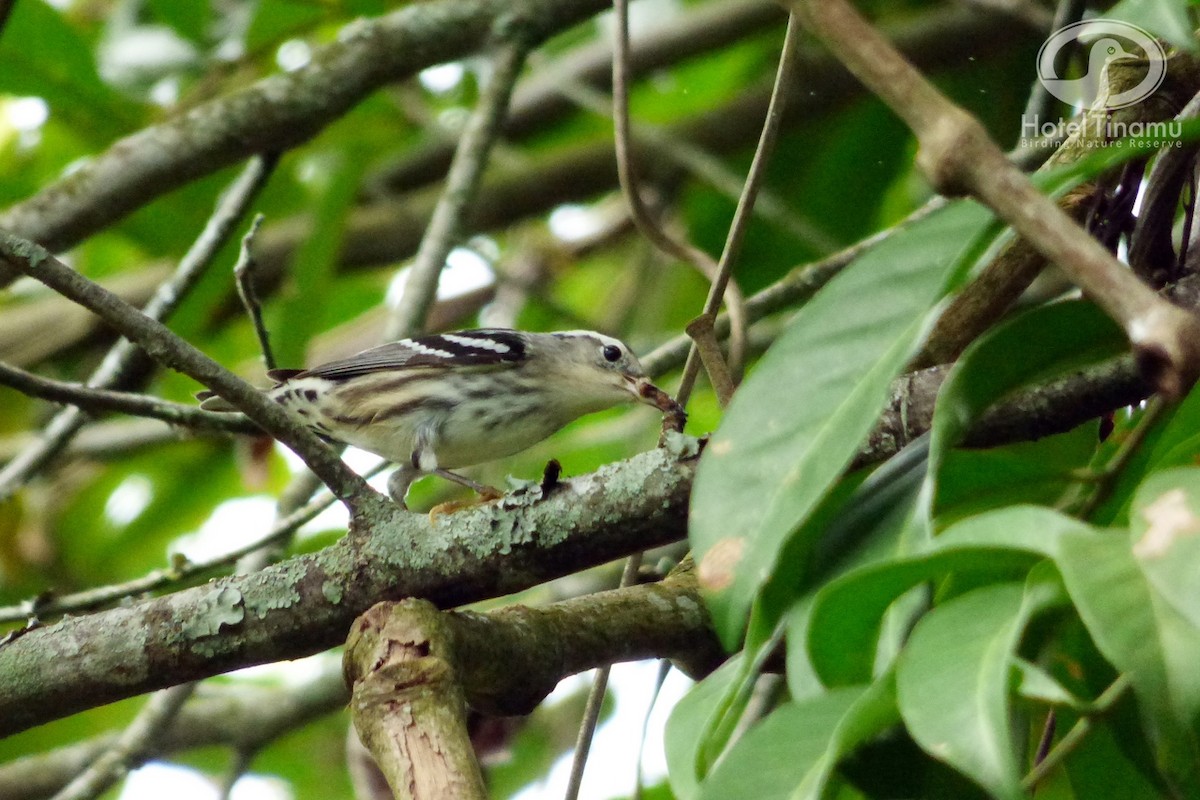 Black-and-white Warbler - ML55413191