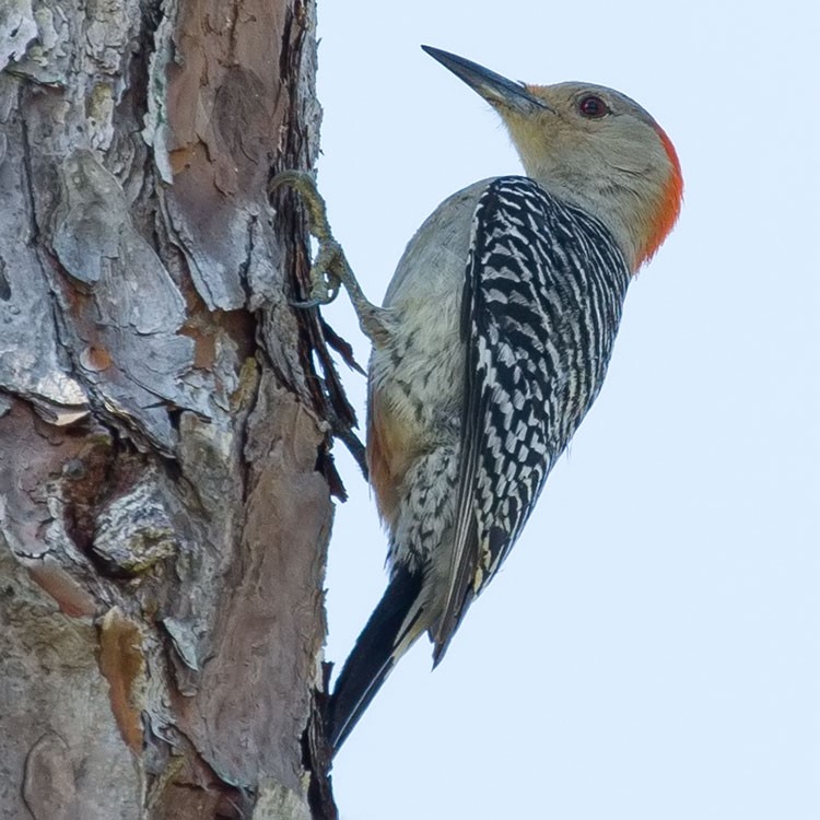 Red-bellied Woodpecker - ML554136031