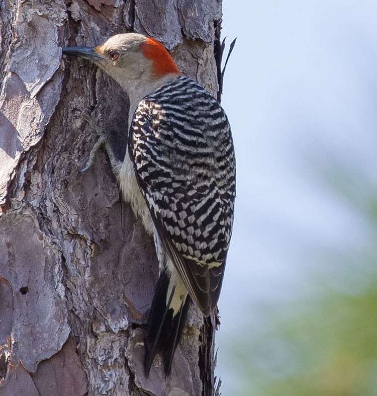Red-bellied Woodpecker - ML554136051