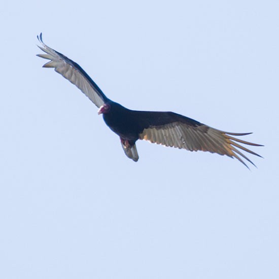 Turkey Vulture - ML554136071