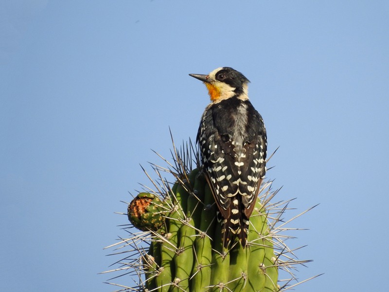 White-fronted Woodpecker - ML554137961