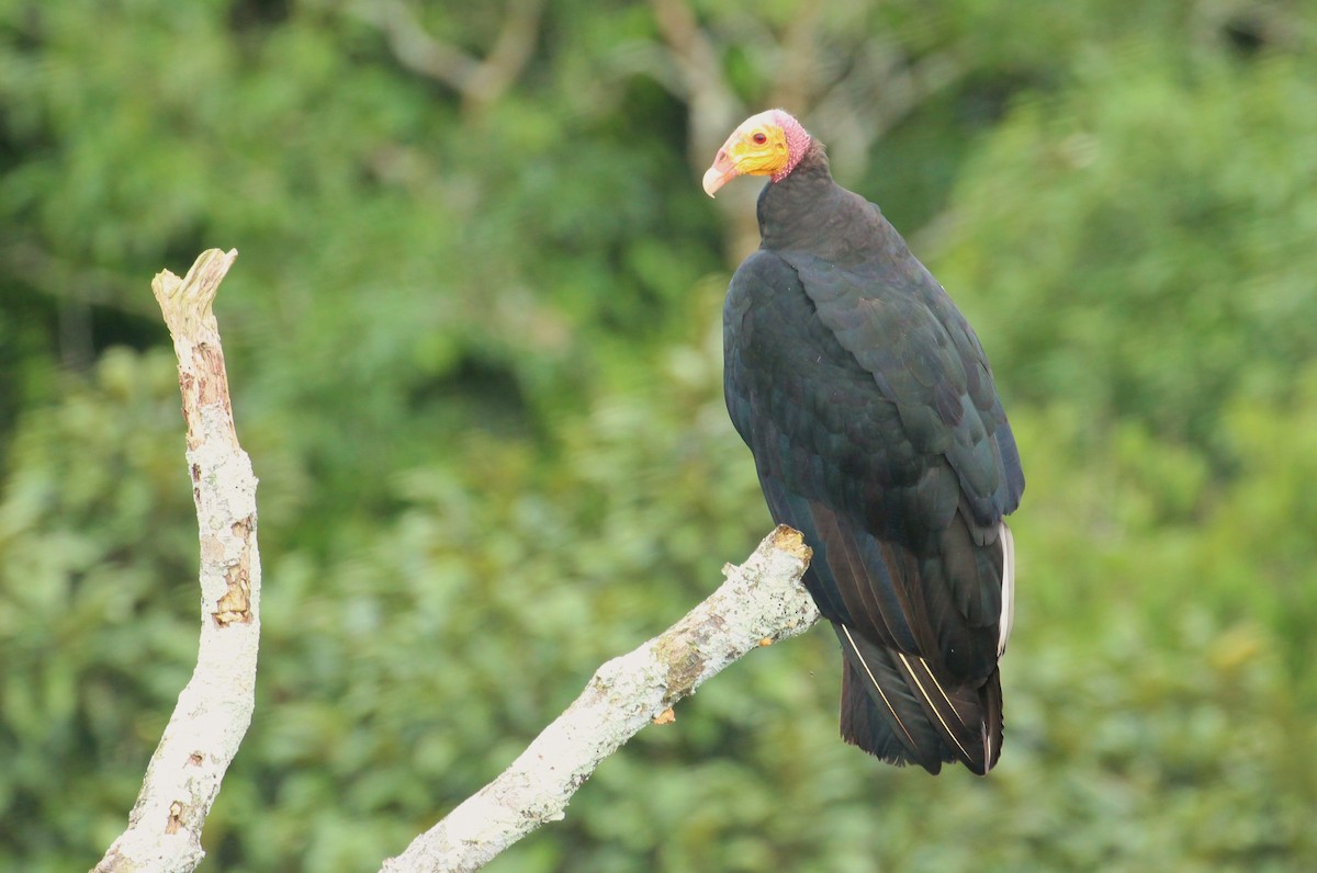 Greater Yellow-headed Vulture - ML55413851