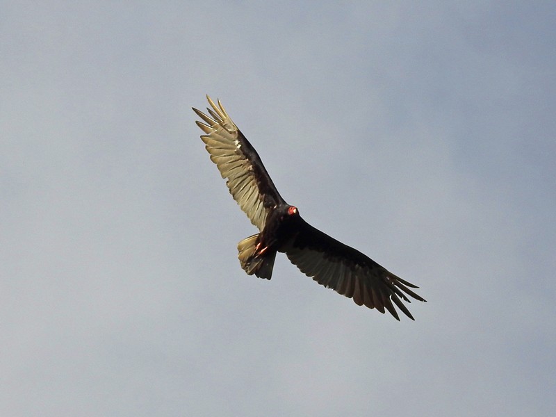 Turkey Vulture - ML554138641