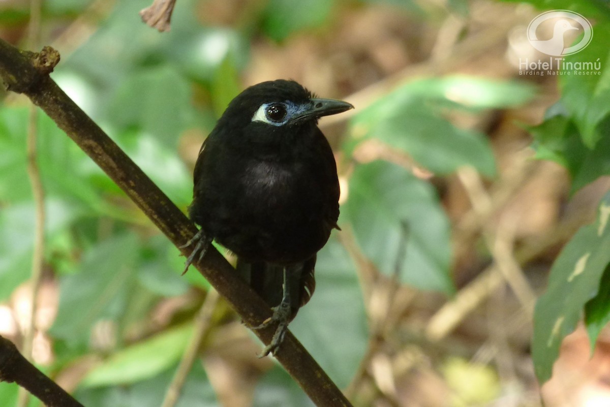 Blue-lored Antbird - Tinamú Birding Nature Reserve