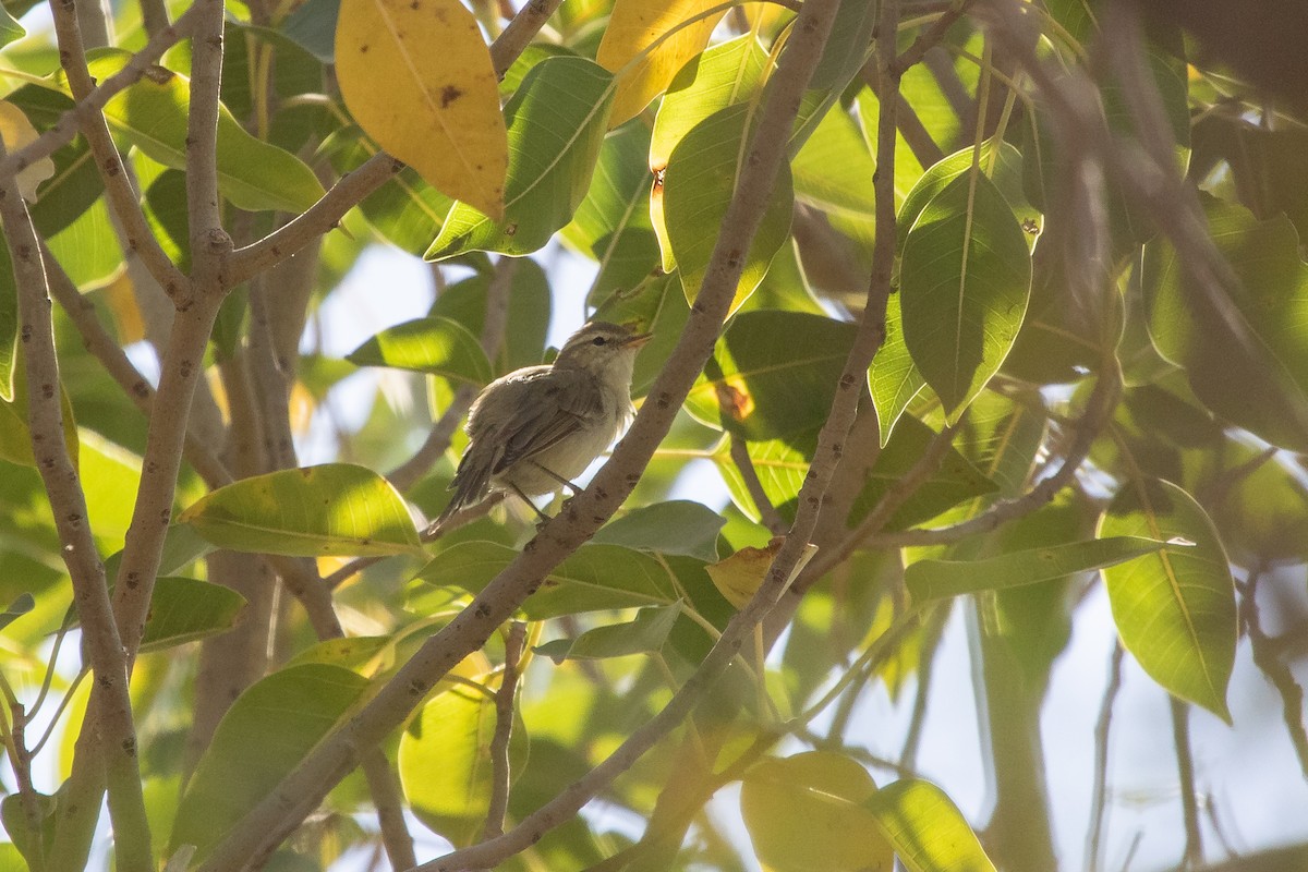 Greenish Warbler (viridanus) - ML554139651