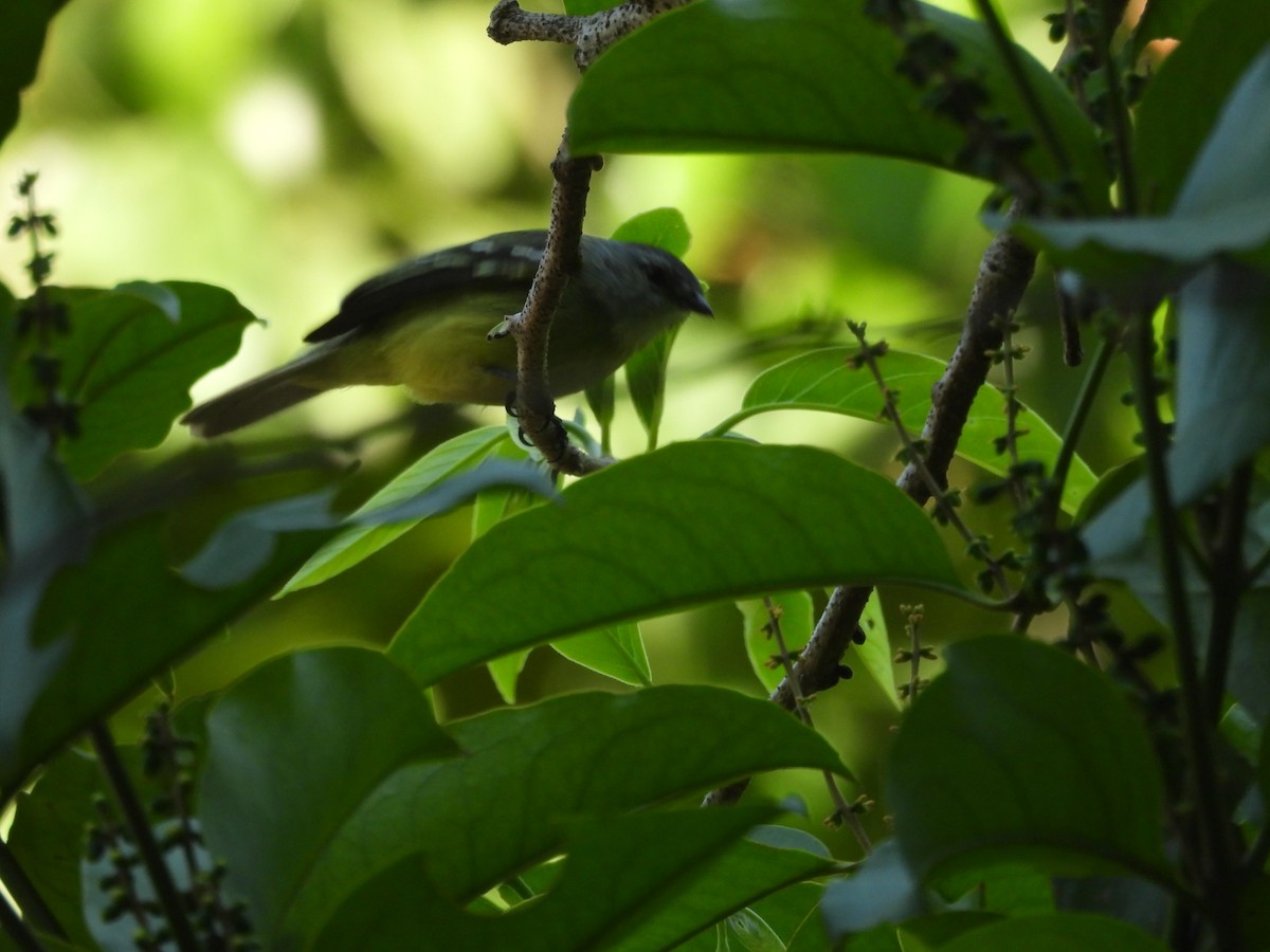 Yellow-crowned Tyrannulet - ML554139961