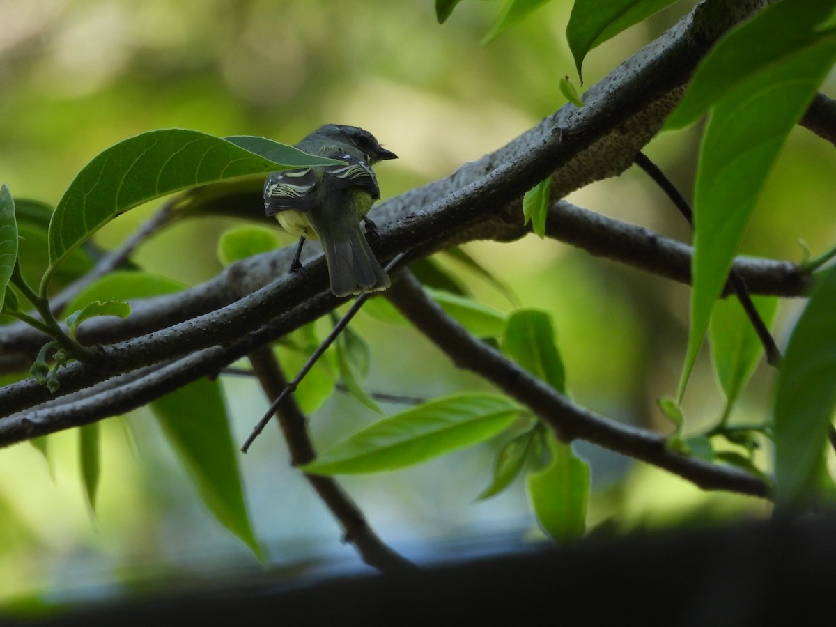 Yellow-crowned Tyrannulet - ML554139971