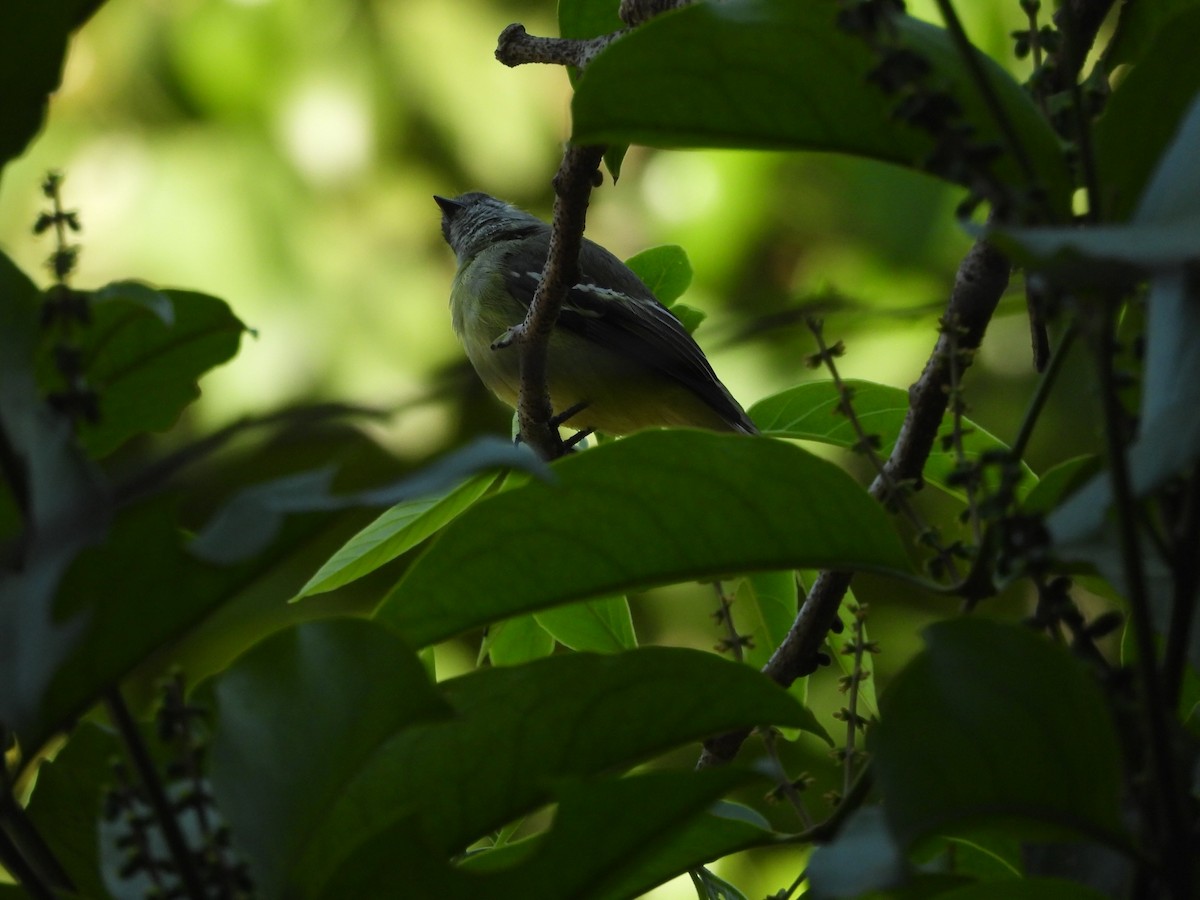 Yellow-crowned Tyrannulet - ML554139981