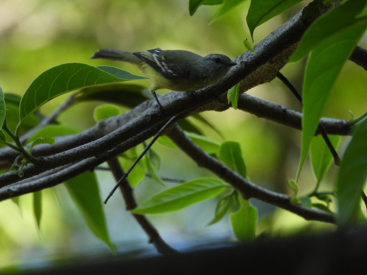 Yellow-crowned Tyrannulet - Colby Neuman
