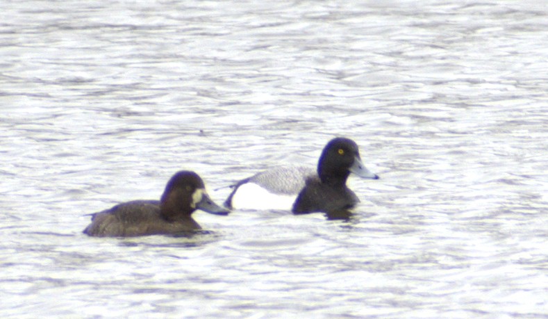 Greater Scaup - Beau Cotter