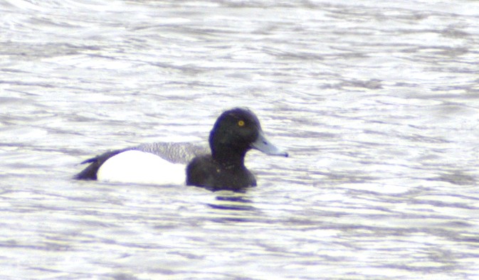 Greater Scaup - ML554140731