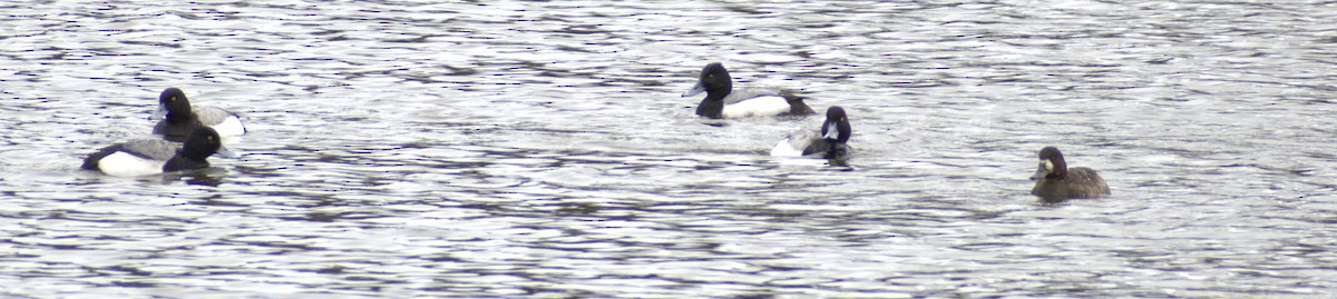 Greater Scaup - ML554140741