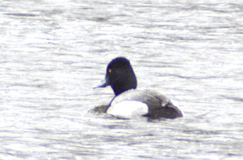 Greater Scaup - ML554140751