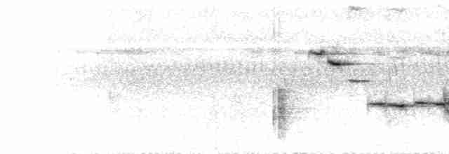  - Banggai Jungle Flycatcher