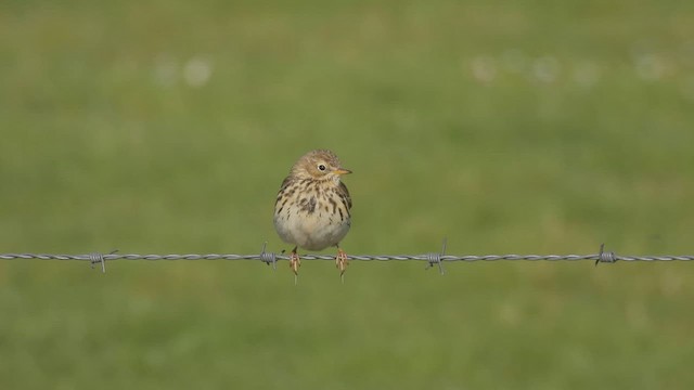 Meadow Pipit - ML554142691