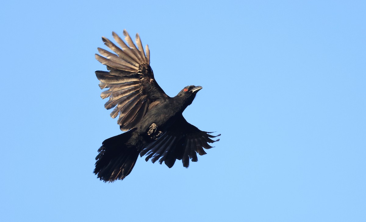 Black Magpie (Bornean) - ML554149331