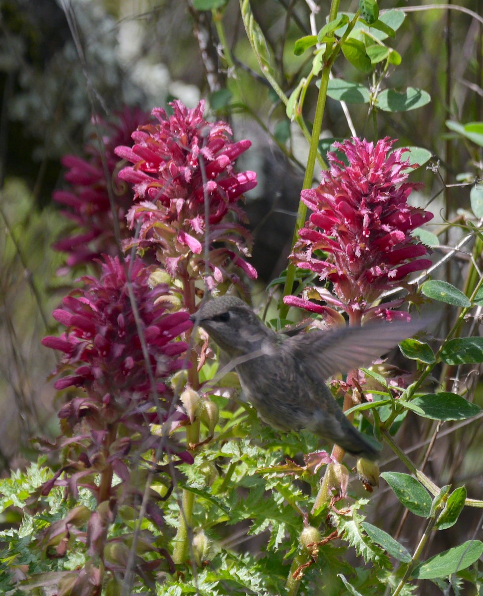 Anna's Hummingbird - ML554150781