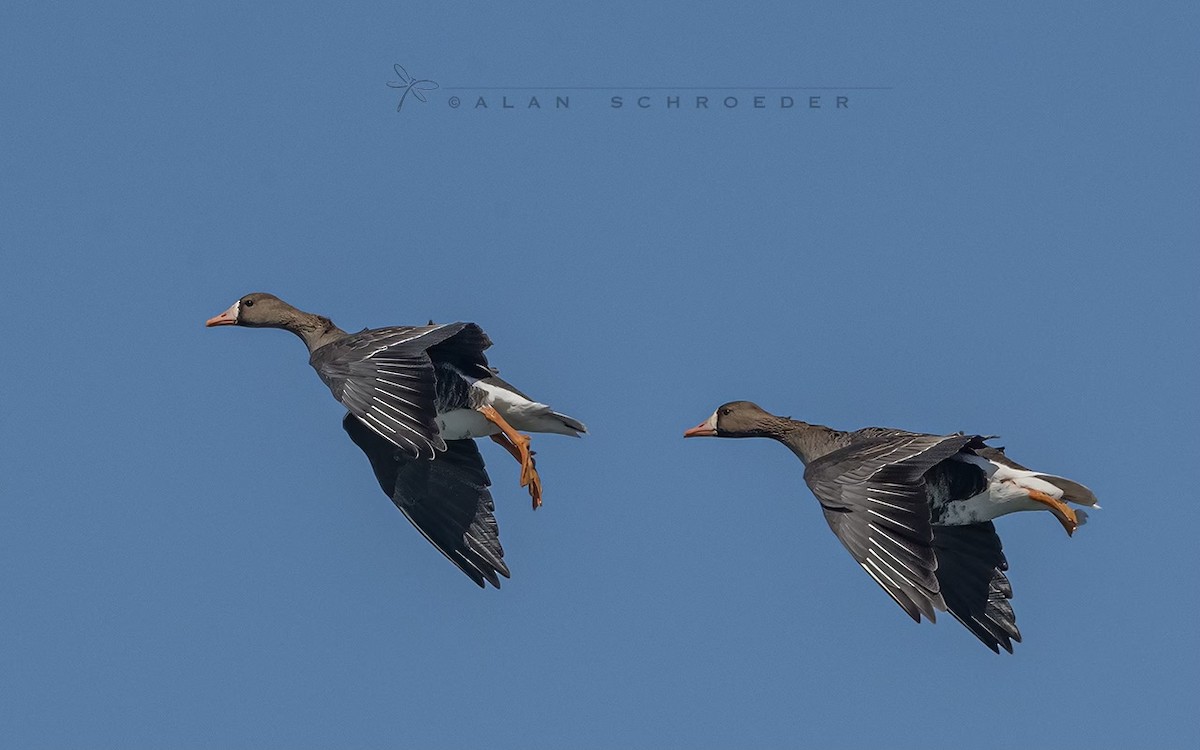 Greater White-fronted Goose - ML554152481