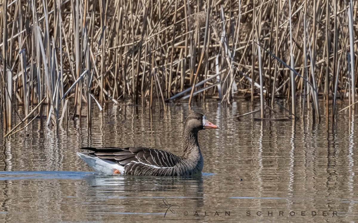Greater White-fronted Goose - ML554152541