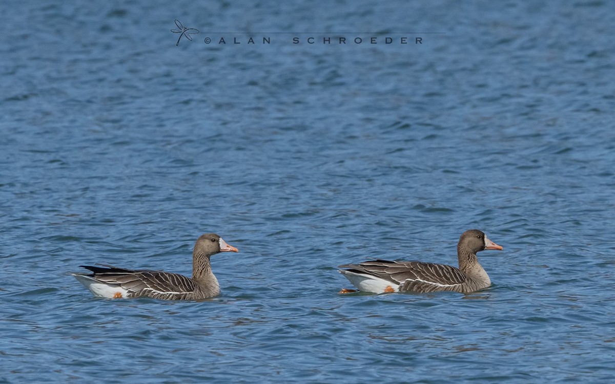 Greater White-fronted Goose - ML554152551