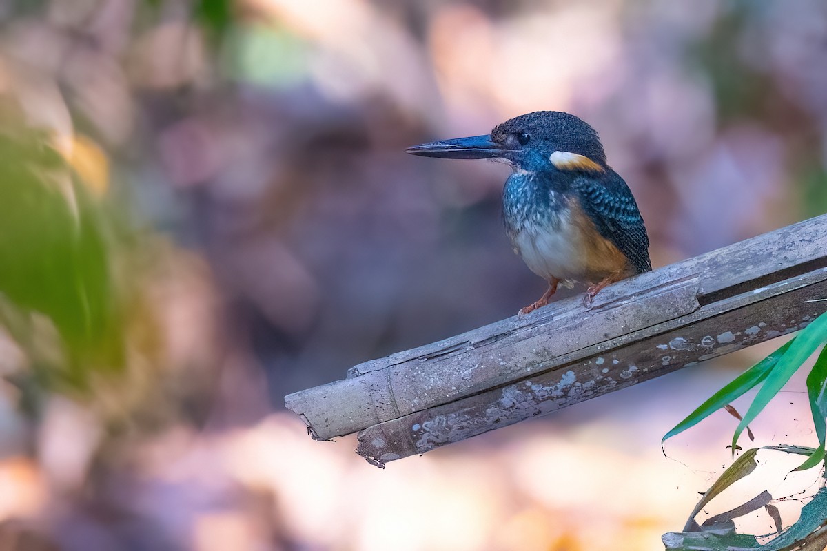 Malaysian Blue-banded Kingfisher - Jaap Velden
