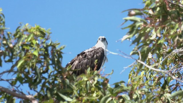 Águila Pescadora (Australia) - ML554155151