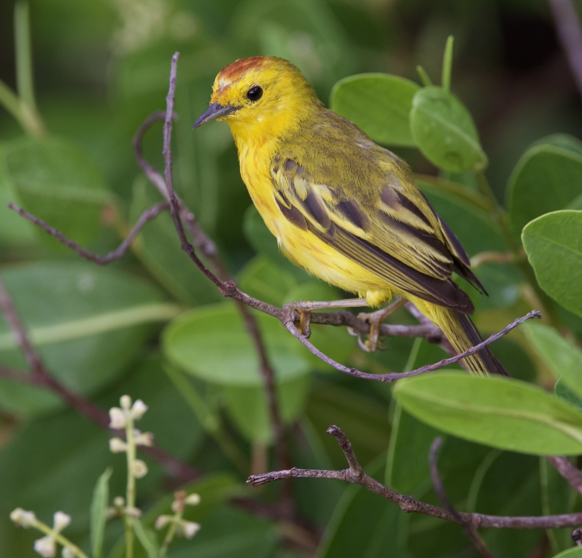 Yellow Warbler (Galapagos) - ML554158461