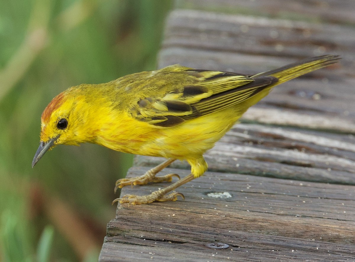 Yellow Warbler (Galapagos) - ML554158471