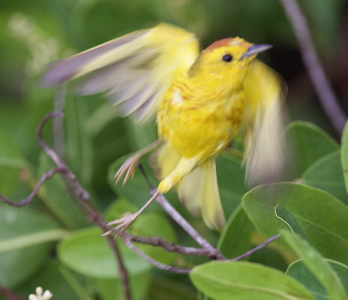 Yellow Warbler (Galapagos) - ML554158481