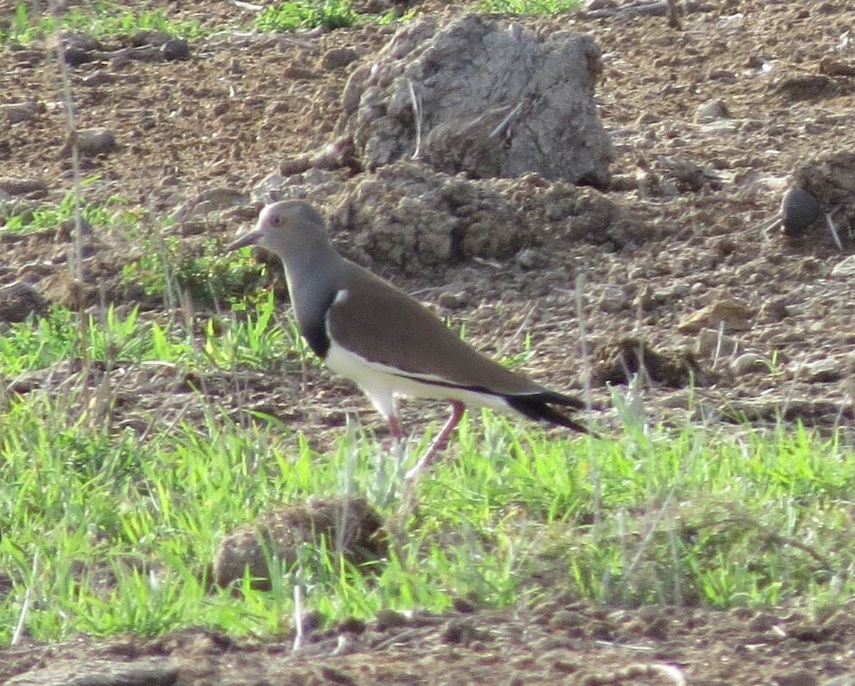 Black-winged Lapwing - Rupert Quinnell