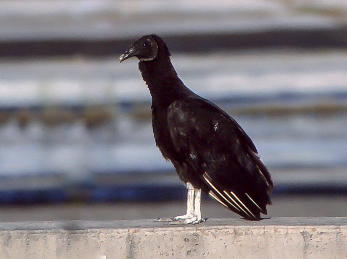 Black Vulture - ML55415901