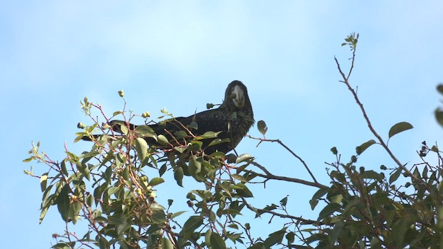 Red-tailed Black-Cockatoo - ML554159241