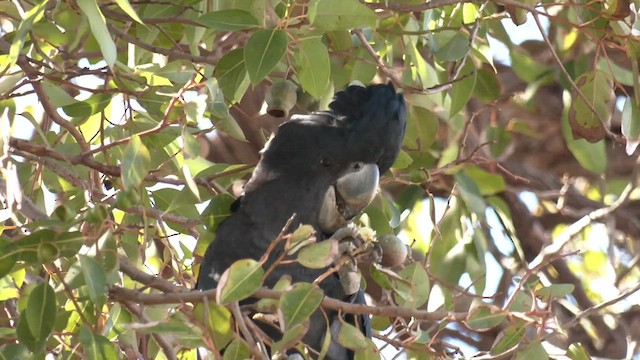 Red-tailed Black-Cockatoo - ML554159811