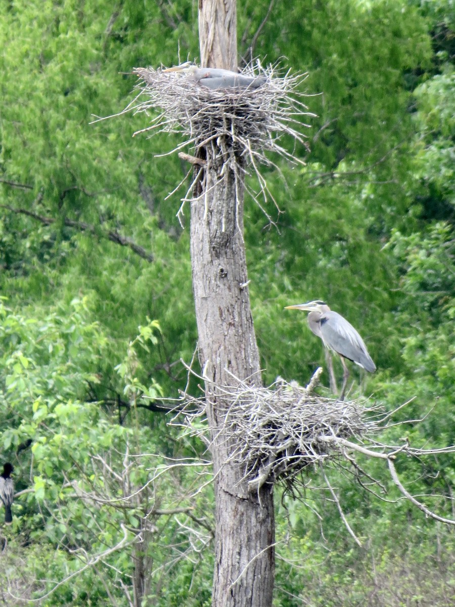 Great Blue Heron - Holly Cox