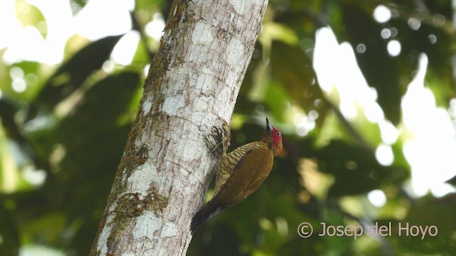 Rufous-winged Woodpecker - ML554160341