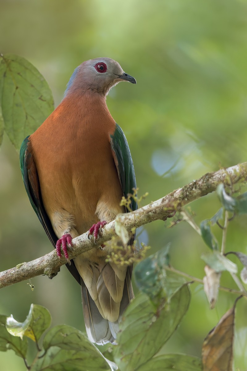 Purple-tailed Imperial-Pigeon - ML554160581