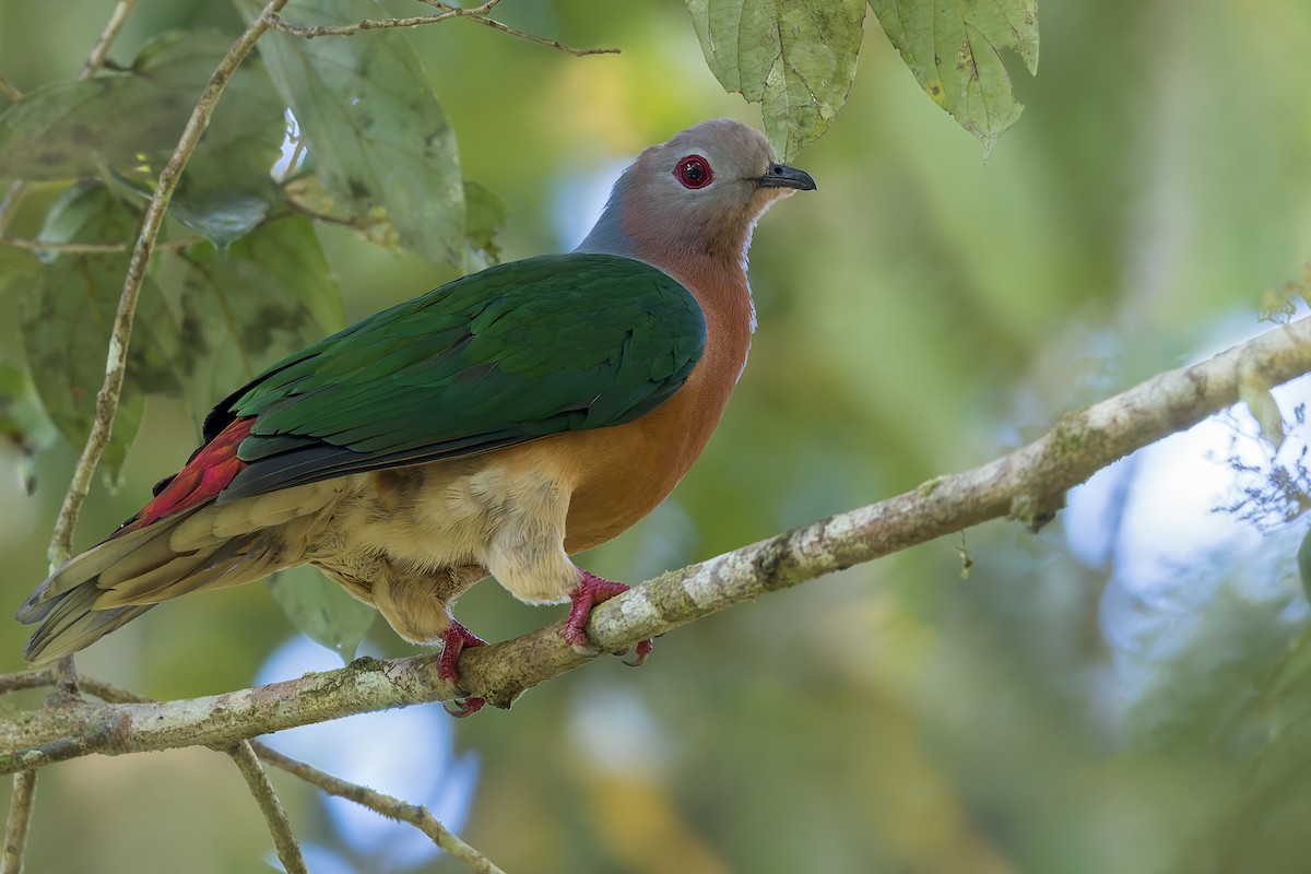 Purple-tailed Imperial-Pigeon - ML554160761